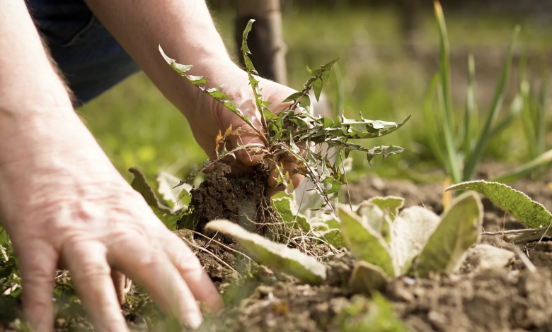 10 Effective Organic Natural Weed Killers You Did Not Know!