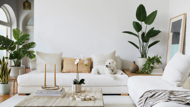 How To Arrange Plants In Living Room? A Complete Guide!