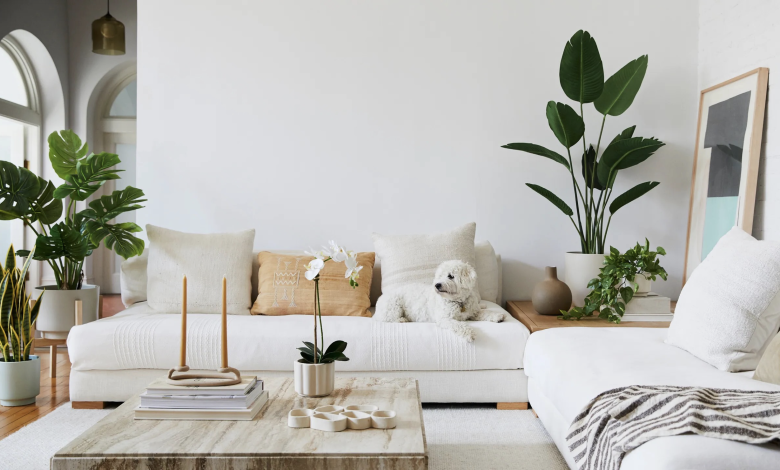 How To Arrange Plants In Living Room? A Complete Guide!