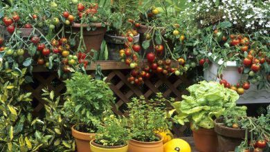 Small Garden Ideas to Maximize Space