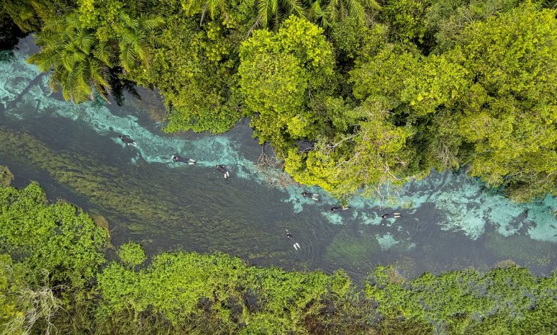 From the Amazon Rainforest to the Pantanal Wetlands: Is Brazil South America’s eco paradise?