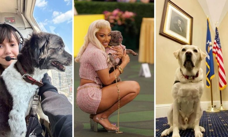 Meet the 'Nepo Pets' who earn more than the average Brit with one Instagram post