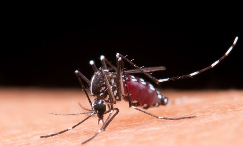 Second-time dengue: What happens when this mosquito-borne disease strikes twice?