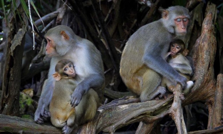 The monkeys that science has experimented on for over a century