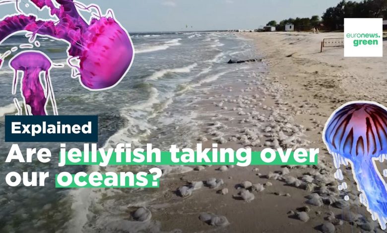 What’s behind jellyfish ‘blooms’ and are there actually more of them?