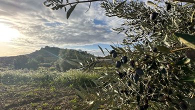 A converted cowshed and olive oil: This village in Spain revived its community using digital nomads