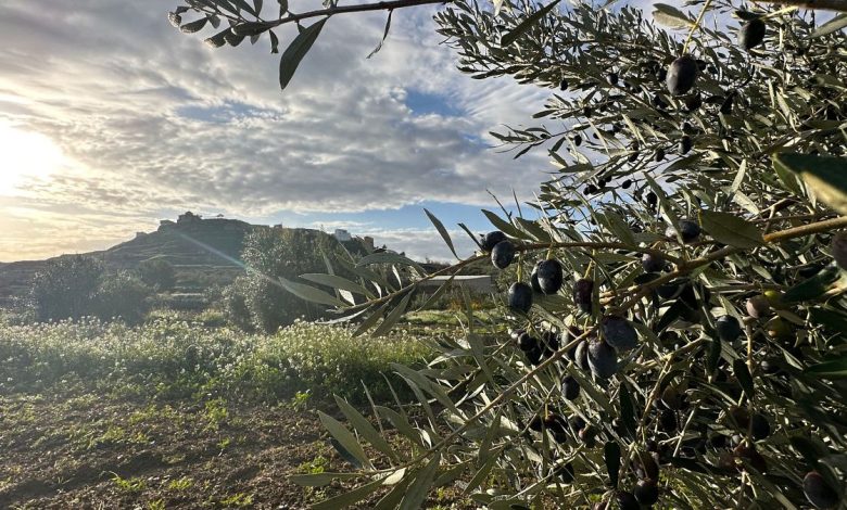 A converted cowshed and olive oil: This village in Spain revived its community using digital nomads