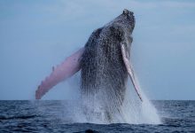 Humpback whales spotted off UK coast: Have European whaling bans brought them back from extinction?