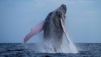 Humpback whales spotted off UK coast: Have European whaling bans brought them back from extinction?