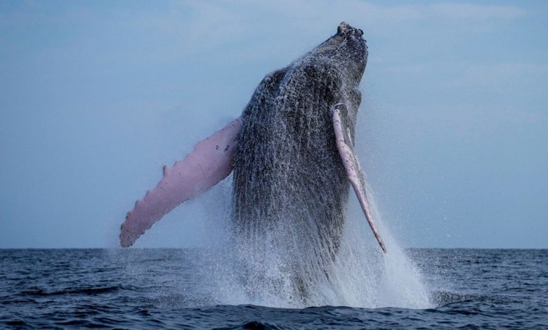 Humpback whales spotted off UK coast: Have European whaling bans brought them back from extinction?