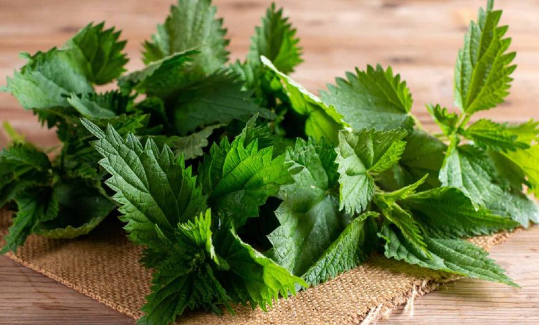 Stinging nettle benefits