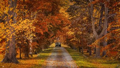 Best Day Trips from Toronto for 2025: Top 24 Escapes
