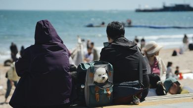 Brexit complicated travelling with a pet between the UK and EU, but new rules could change that