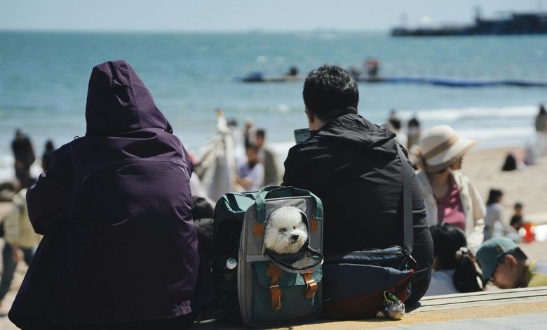 Brexit complicated travelling with a pet between the UK and EU, but new rules could change that