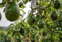 Is Avocado Oil Really a Seed Oil? Clarifying the Confusion