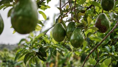 Is Avocado Oil Really a Seed Oil? Clarifying the Confusion