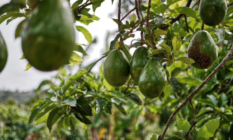 Is Avocado Oil Really a Seed Oil? Clarifying the Confusion
