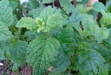 Everything You Need to Know About Lemon Balm Tea and Weight Loss