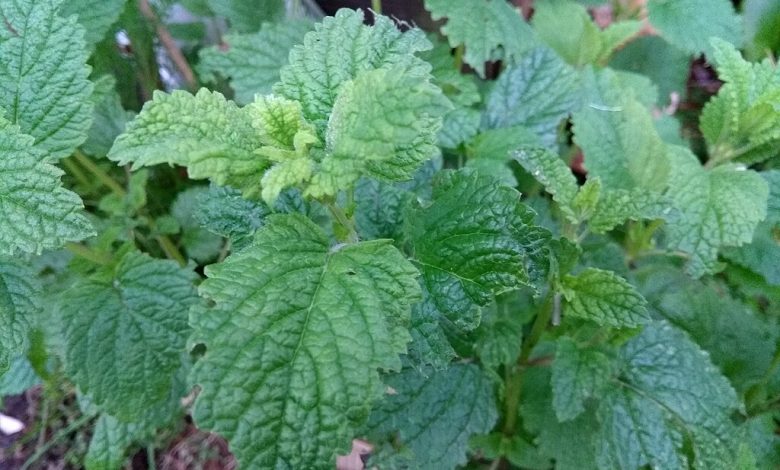 Everything You Need to Know About Lemon Balm Tea and Weight Loss